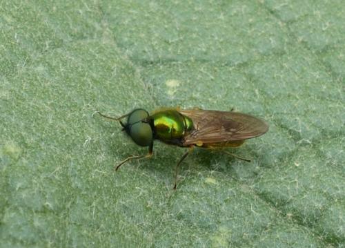 Chloromyia formosa
